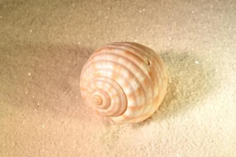 Sea shell Stock-Fotos