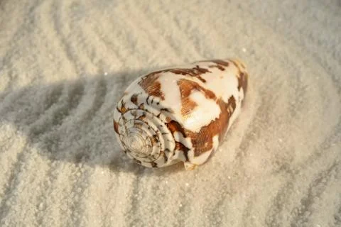 Sea shell Stock Photos