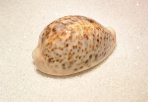 Sea shell Stock-Fotos