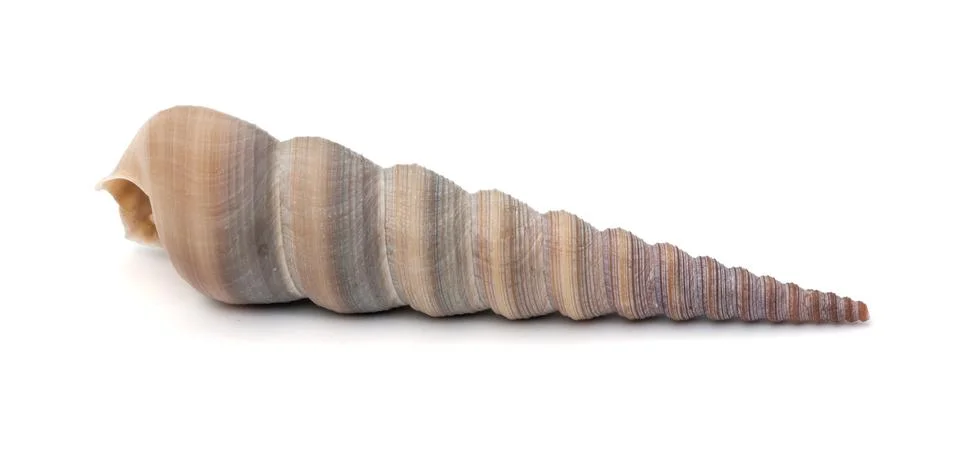 Sea shell . Stock Photos
