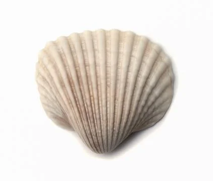 Sea shell . 写真素材