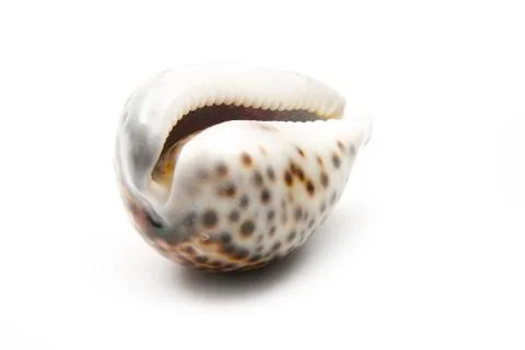 Sea shell Stock Photos