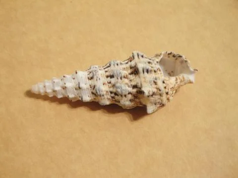 Sea shell Stock Photos