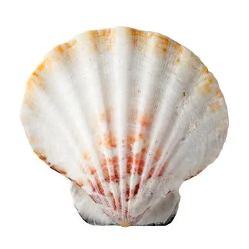 Sea shell Stock Photos