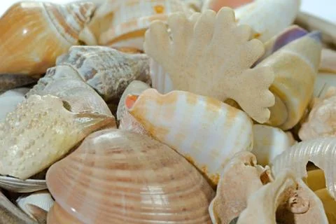 Sea shell Stock Photos