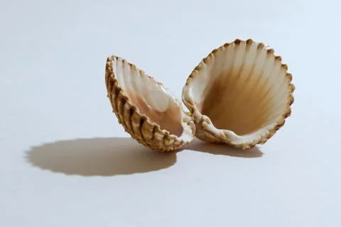 Sea shell Stock Photos