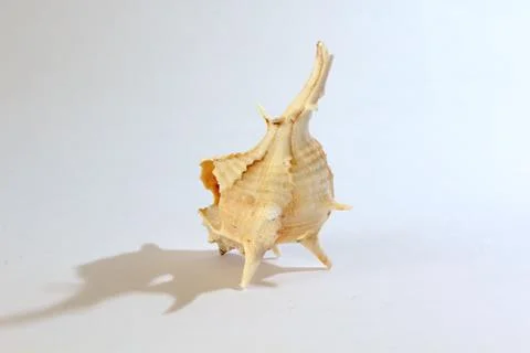 Sea shell Stock Photos