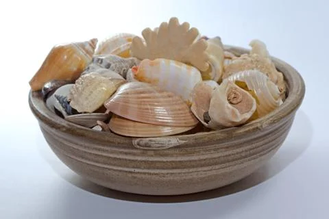 Sea shell Stock Photos