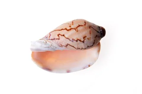 Sea shell Stock Photos