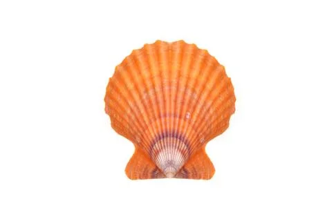 Sea shell Stock Photos