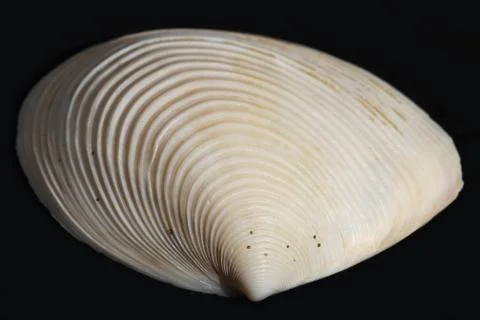 Sea shell Stock Photos