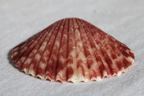 Sea shell Stock Photos