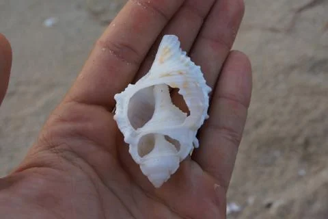 Sea Shell Foto stock