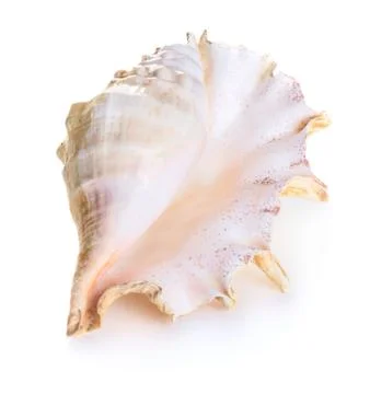 Sea shell Foto stock