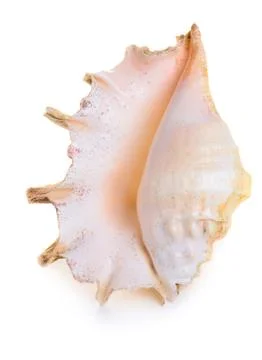 Sea shell Stock Photos