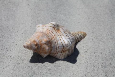 Sea shell Stock Photos