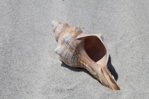 Sea shell Stock Photos