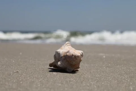 Sea shell Stock Photos