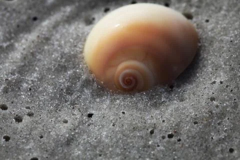Sea shell Stock Photos