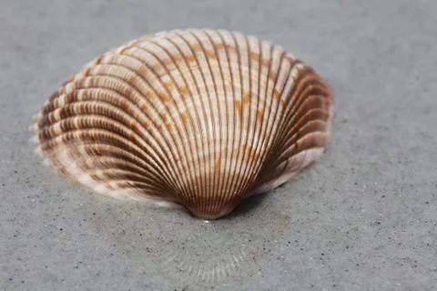 Sea shell Stock Photos