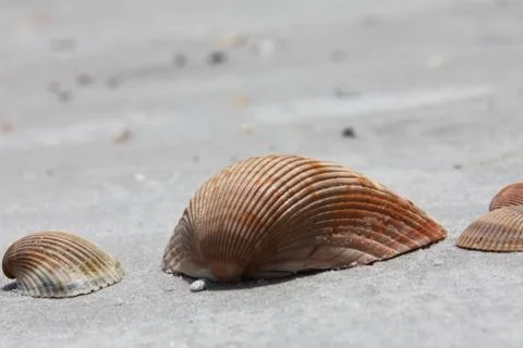 Sea shell Stock Photos