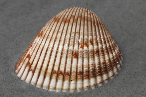 Sea shell Stock Photos