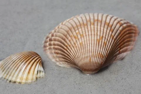 Sea shell Stock Photos