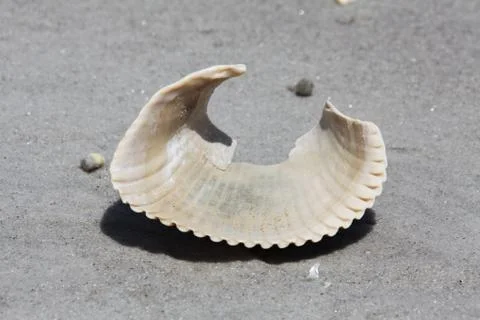 Sea shell Stock-Fotos