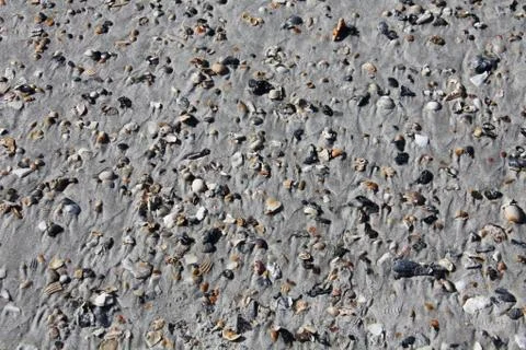 Sea shell Stock Photos