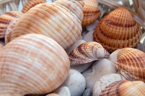 Sea shell Foto stock