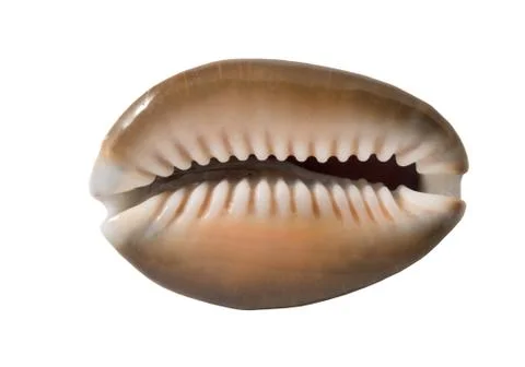 The sea shell Stock Photos