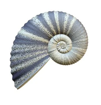 Sea shell Stock Photos