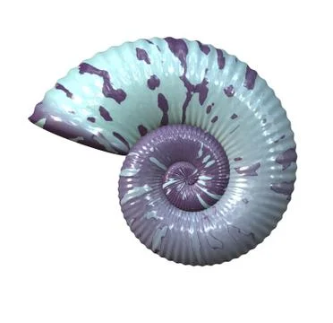 Sea shell Stock Photos