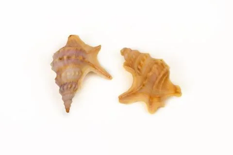Sea shell Stock Photos