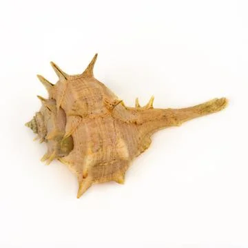 Sea shell Stock Photos