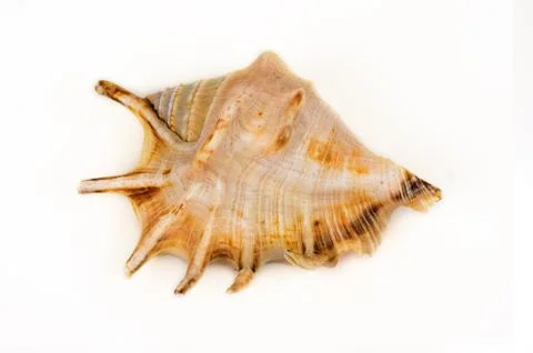 Sea shell Stock Photos