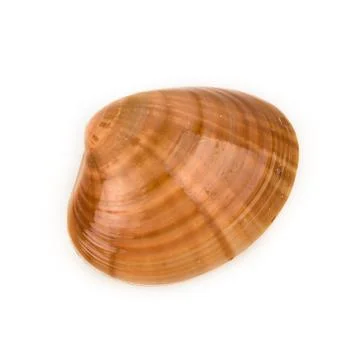 Sea shell Stock Photos