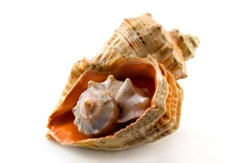 Sea shell Stock Photos