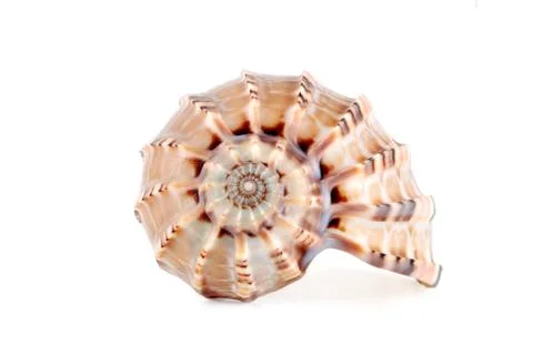 Sea shell Stock Photos