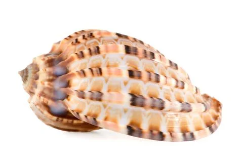 Sea shell Foto stock