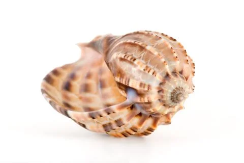 Sea shell Stock Photos