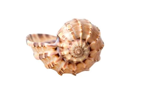 Sea shell Stock Photos