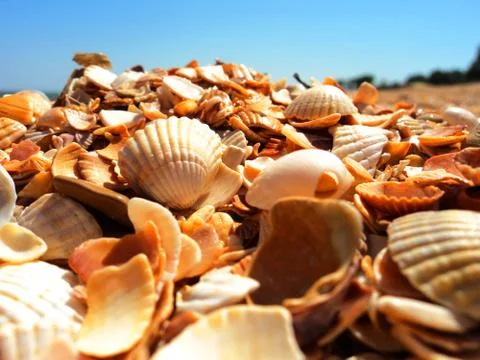 Sea shell Stock Photos