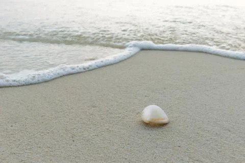 Sea shell 스톡 사진