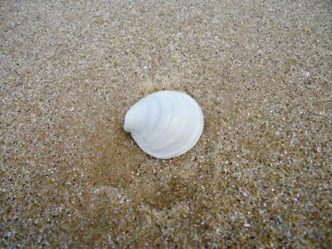 Sea shell Stock Photos