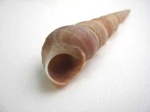 Sea shell Stock Photos