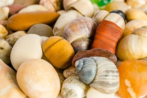 Sea shell Stock Photos