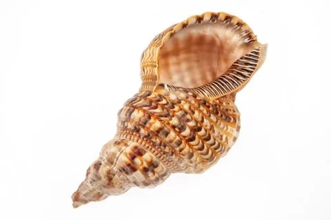 Sea Shell Stock Photos