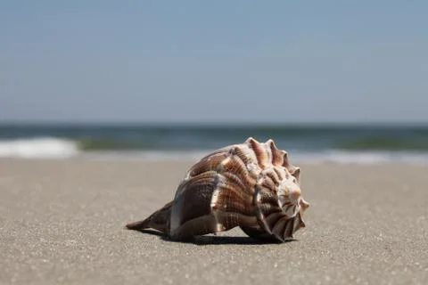 Sea shell Stock Photos
