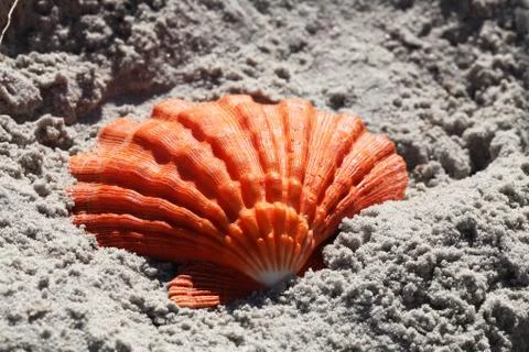 Sea shell Stock Photos